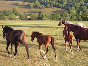 Horses near the A30